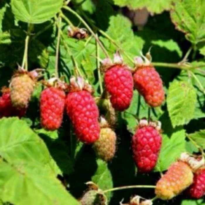 خرید نهال تای بری درشت شیرین اب دار بسیار اقتصادی مقاوم به کم ابی و سرما