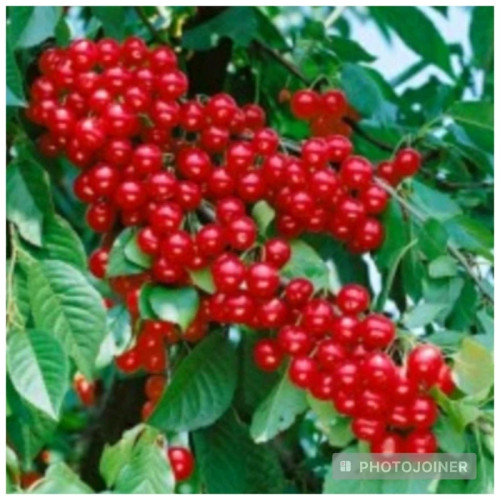 خرید نهال آلبالو گیسی درشت شیرین اب دار بسیار اقتصادی مقاوم به کم ابی و سرما
