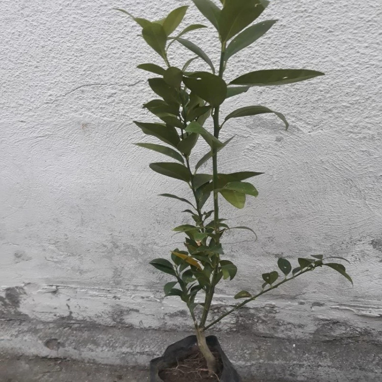 خرید نهال لایم کوات درشت اب دار بسیار اقتصادی مقاوم به کم ابی و سرما