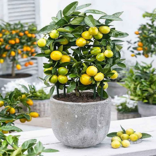 خرید نهال لایم کوات درشت اب دار بسیار اقتصادی مقاوم به کم ابی و سرما
