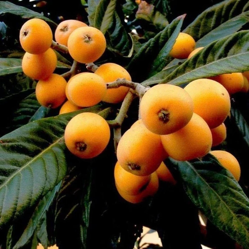 خرید نهال ازگیل ژاپنی درشت بسیار اقتصادی مقاوم به کم ابی و سرما
