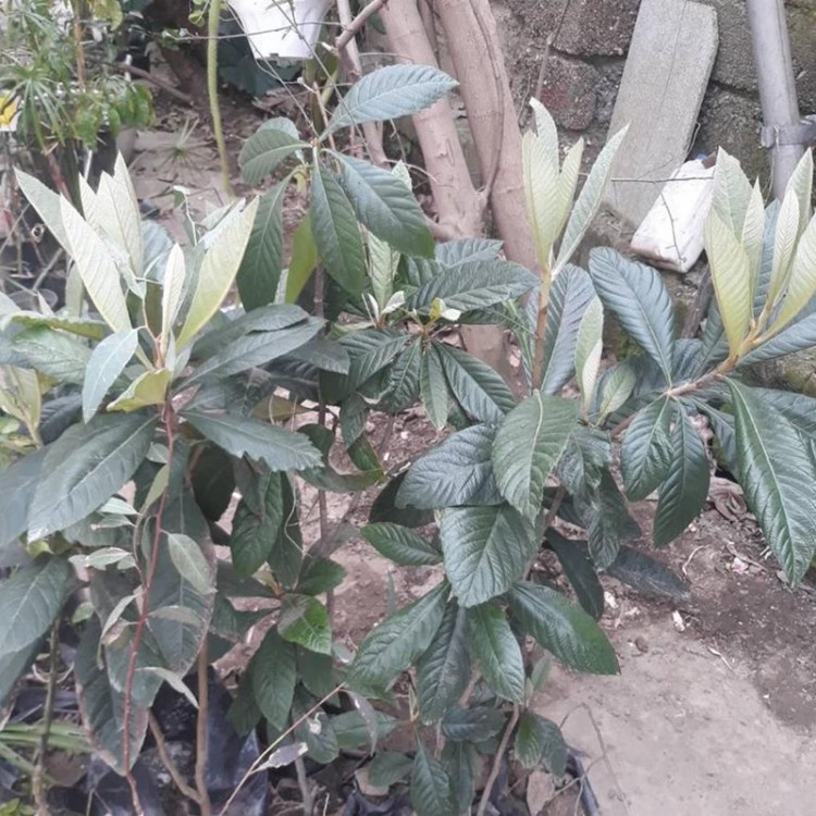 خرید نهال ازگیل ژاپنی درشت بسیار اقتصادی مقاوم به کم ابی و سرما