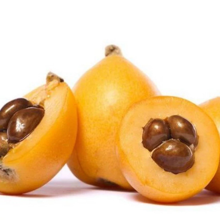 خرید نهال ازگیل ژاپنی درشت بسیار اقتصادی مقاوم به کم ابی و سرما