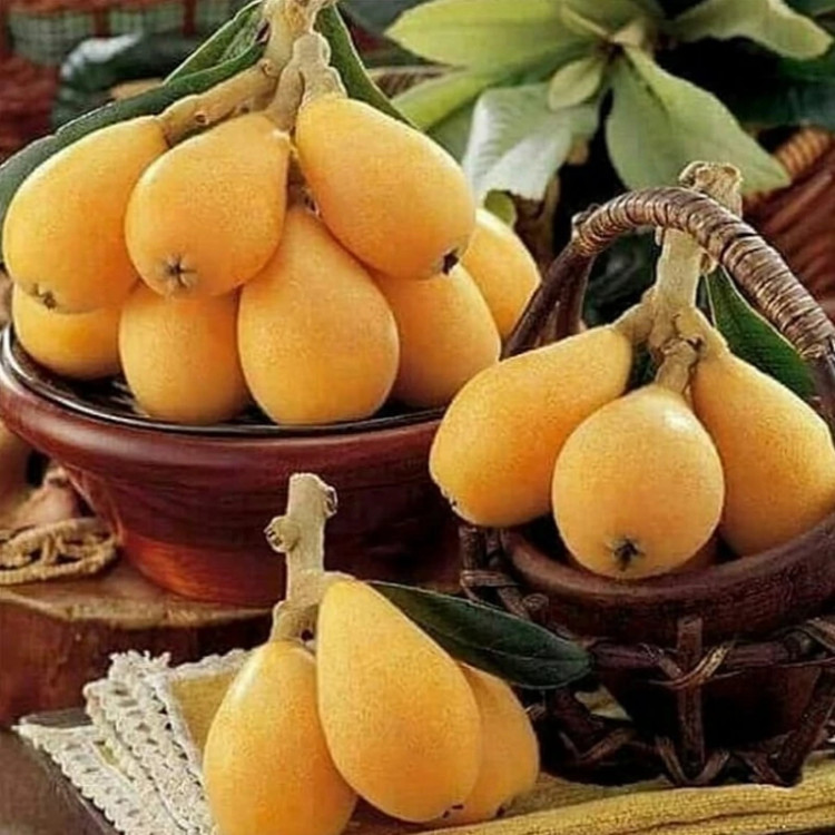 خرید نهال ازگیل ژاپنی درشت بسیار اقتصادی مقاوم به کم ابی و سرما