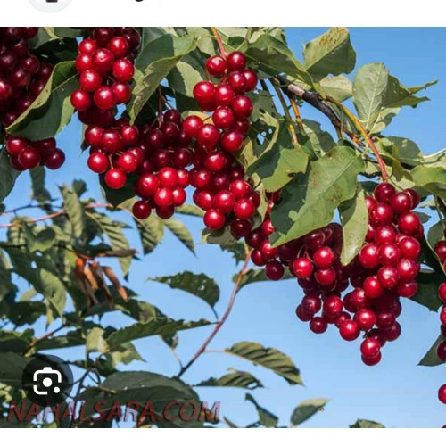 خرید نهال آلبالو محلی آذربایجان درشت شیرین مقاوم به کم ابی و سرما