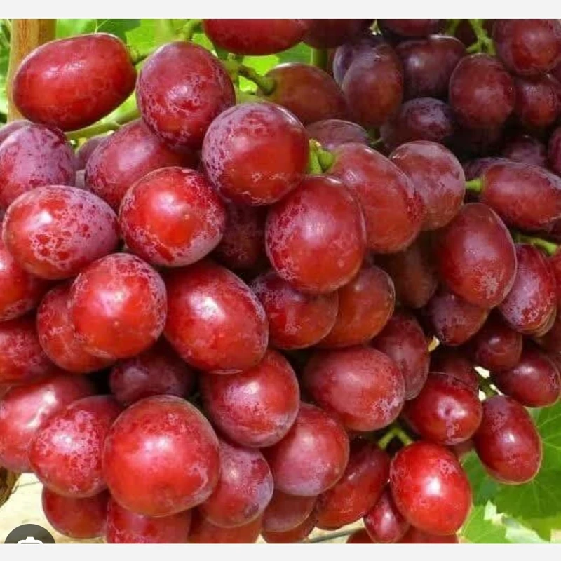 خرید نهال انگور ردگلوب (کشت بافت) یکساله درشت آب دار شیرین بسیار اقتصادی مقاوم به کم ابی و سرما