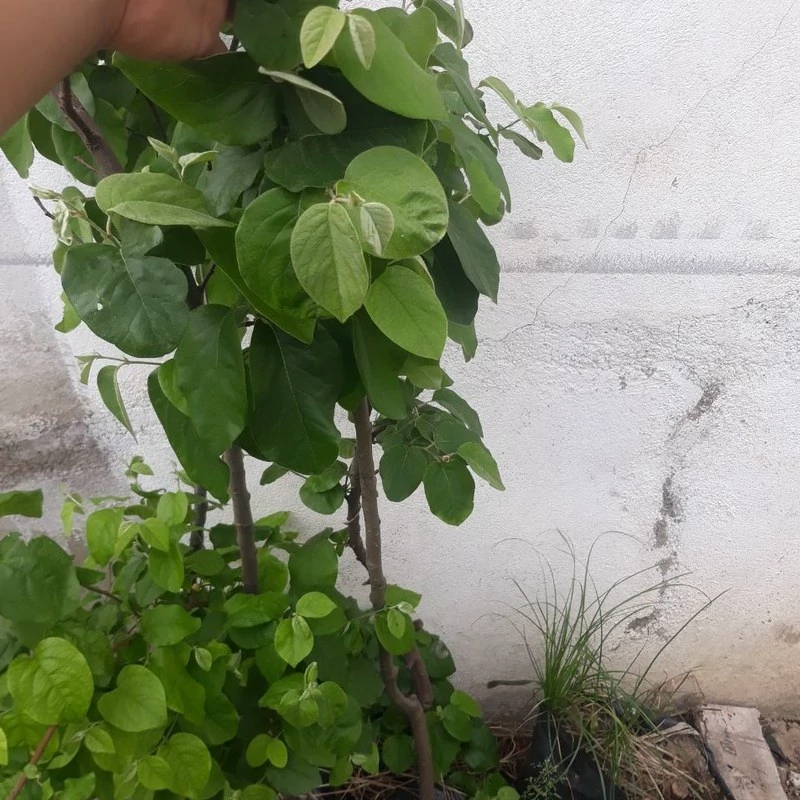 خرید نهال به زرد درشت شیرین اب دار بسیار اقتصادی مقاوم به کم ابی و سرما