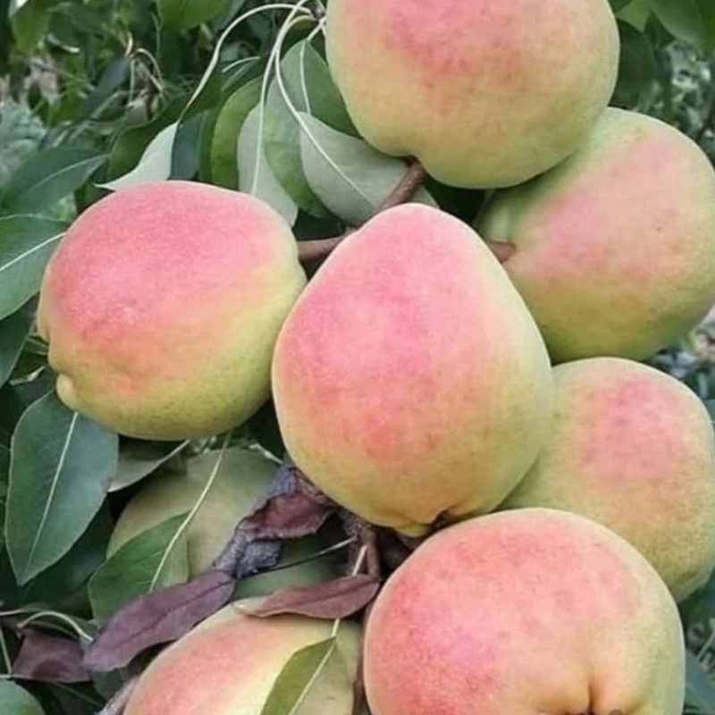 خرید نهال گلابی درگزی اصلاح شده درشت شیرین اب دار بسیار اقتصادی مقاوم به کم ابی و سرما