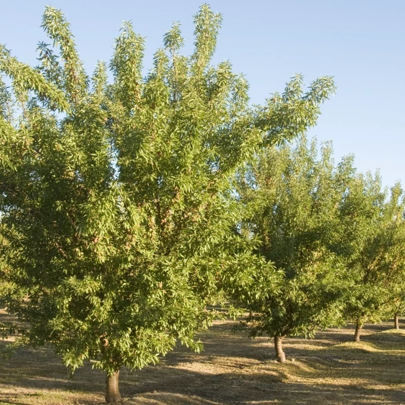 خرید نهال بادام مامایی دیرگل درشت زیبا مقاوم به کم ابی و گرما