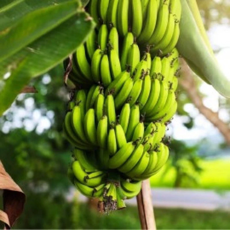 خرید نهال موز سوپر کاوندیش درشت پاکوتاه شیرین بسیار اقتصادی مقاوم به کم ابی و سرما