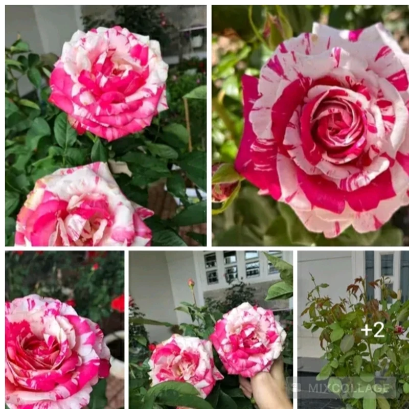 خرید نهال رز جولیو ایگلسیاس با گل‌های بزرگ و زیبا مقاوم به کم ابی و گرما