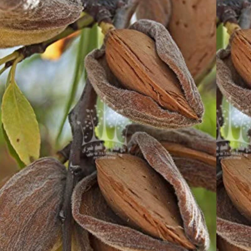 خرید نهال بادام شکوفه نیمه کاغذی (ریشه پرس) درشت بسیار اقتصادی مقاوم به کم ابی و سرما