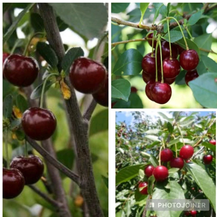 خرید نهال آلبالو مجاری دیر رس درشت شیرین بسیار اقتصادی مقاوم به کم ابی و سرما
