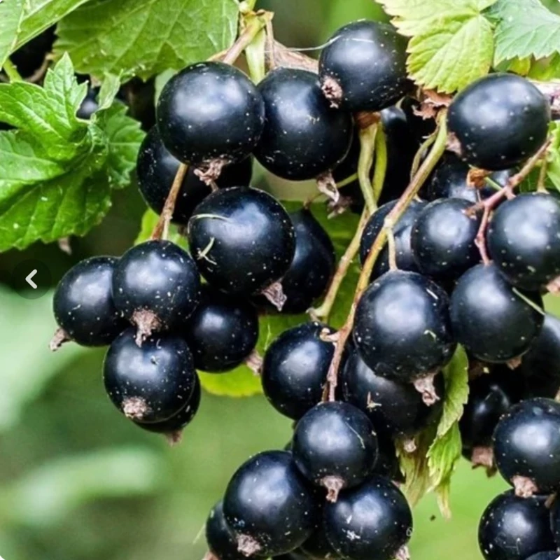 خرید نهال انگور بلک کارددرشت شیرین بسیار اقتصادی مقاوم به کم ابی و سرما