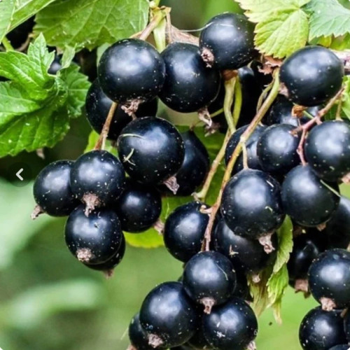 خرید نهال انگور بلک کارددرشت شیرین بسیار اقتصادی مقاوم به کم ابی و سرما