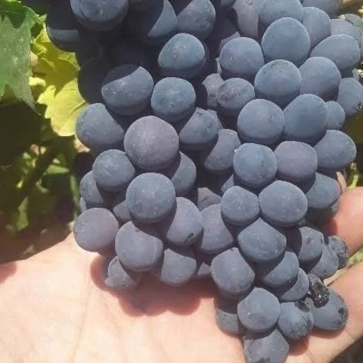 خرید نهال انگور والنسیا درشت شیرین بسیار اقتصادی مقاوم به کم ابی و سرما