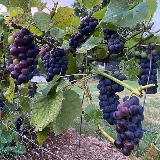 خرید نهال انگور والنسیا درشت شیرین بسیار اقتصادی مقاوم به کم ابی و سرما