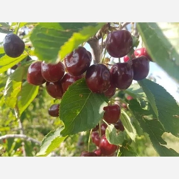 خرید نهال گیلاس شاهرودی درشت شیرین بسیار اقتصادی مقاوم به کم ابی و سرما