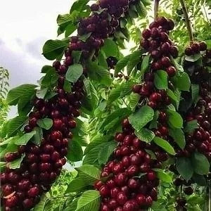 خرید نهال گیلاس شاهرودی درشت شیرین بسیار اقتصادی مقاوم به کم ابی و سرما