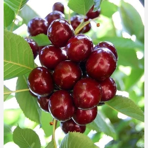 خرید نهال گیلاس شاهرودی درشت شیرین بسیار اقتصادی مقاوم به کم ابی و سرما