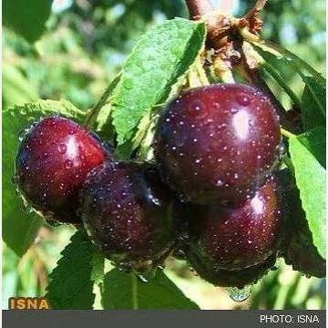 خرید نهال گیلاس شاهرودی درشت شیرین بسیار اقتصادی مقاوم به کم ابی و سرما