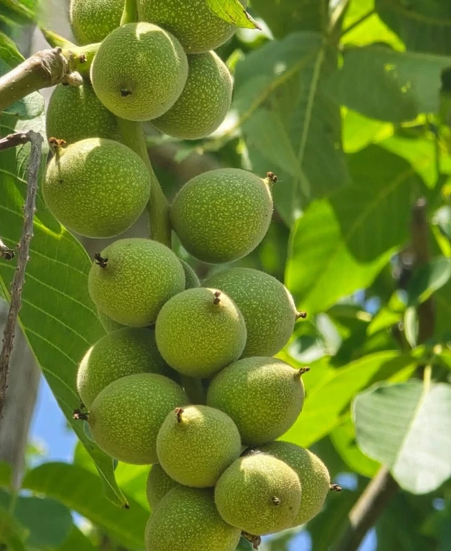خرید نهال گردو پکان درشت بسیار اقتصادی مقاوم به کم ابی و سرما