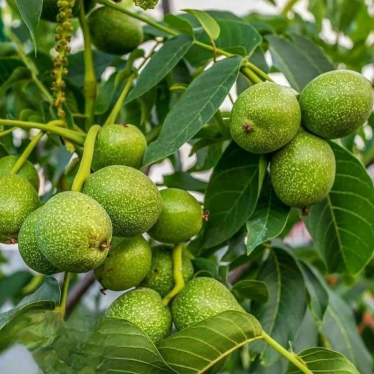 خرید نهال گردو ژنوتیپ 5 ساله سایز بزرگ درشت بسیار اقتصادی مقاوم به کم ابی و سرما