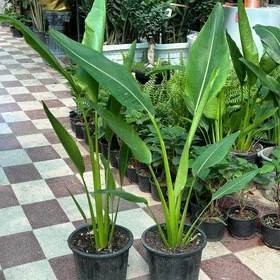 خرید گل نخل مسافر با برگ های سبز بزرگ و زیبا مقاوم به کم ابی و گرما