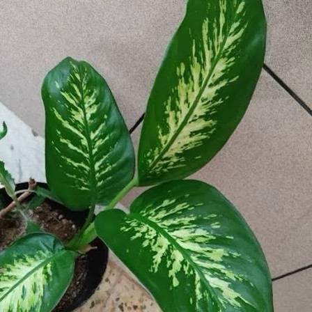 خرید نهال گل دفین باخیا با برگ های سبز بزرگ زیبا مقاوم به کم ابی و گرما