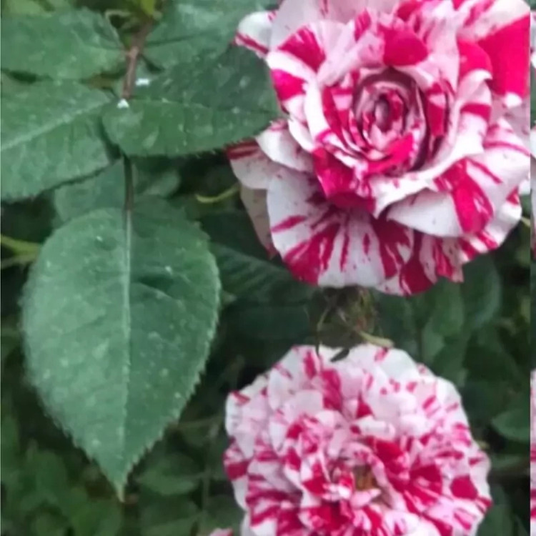 خرید نهال رز جولیو با گلهای بزرگ و زیبا مقاوم به کم ابی و گرما