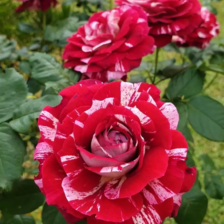 خرید نهال رز جولیو با گلهای بزرگ و زیبا مقاوم به کم ابی و گرما