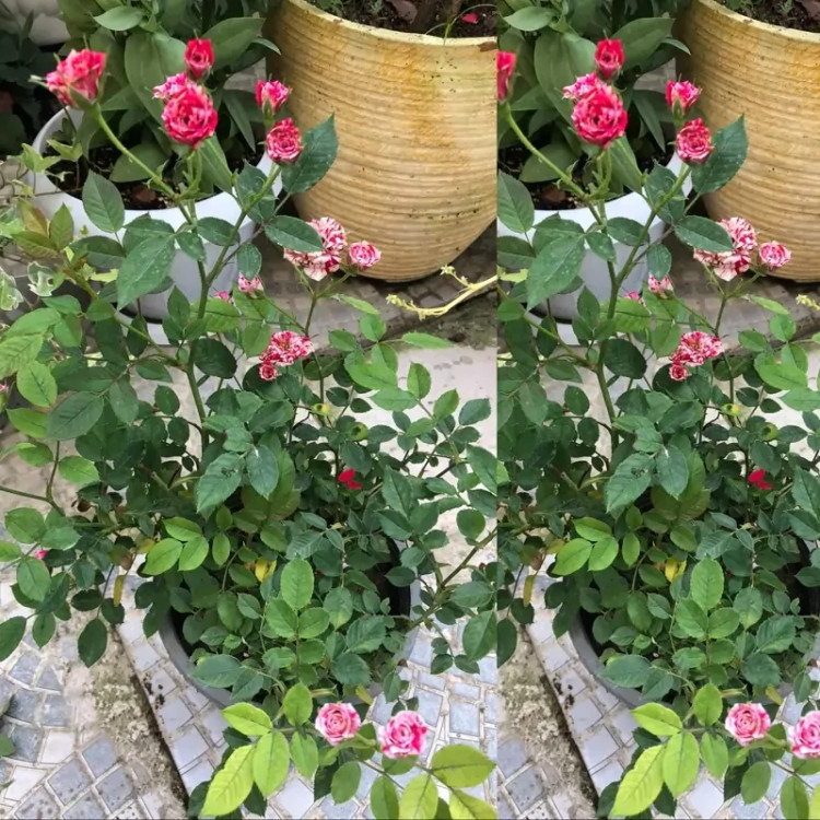 خرید نهال رز جولیو با گلهای بزرگ و زیبا مقاوم به کم ابی و گرما