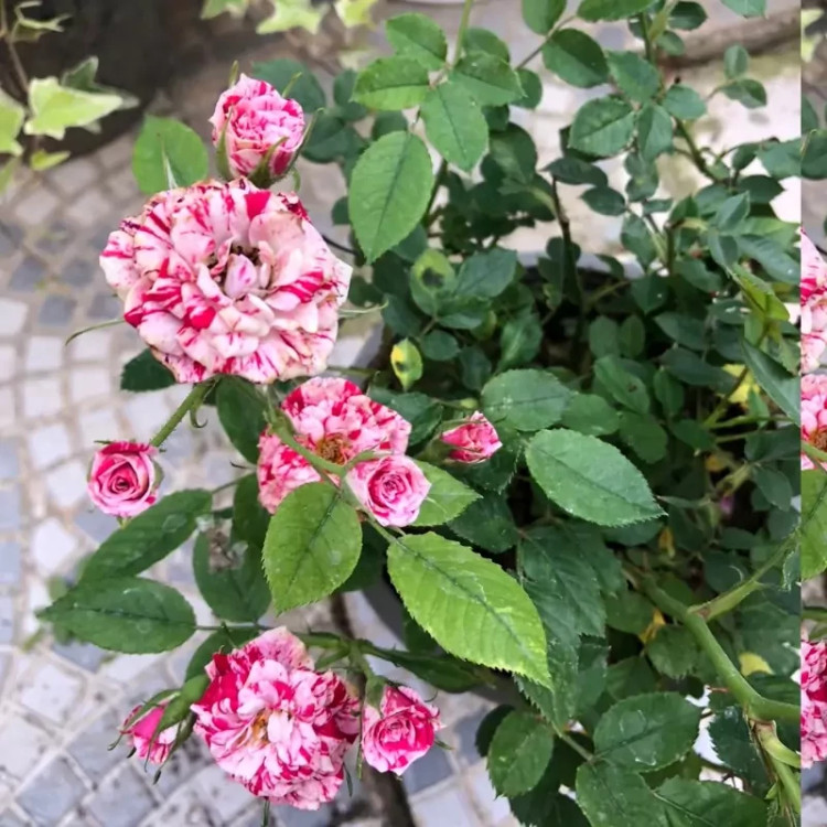خرید نهال رز جولیو با گلهای بزرگ و زیبا مقاوم به کم ابی و گرما