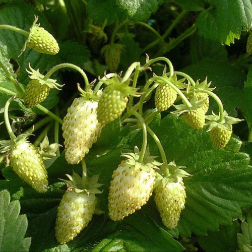 خرید نهال بوته توت فرنگی سوئیسی درشت شیرین اب دار بسیار اقتصادی مقاوم به کم ابی و سرما