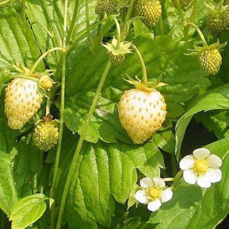 خرید نهال بوته توت فرنگی سوئیسی درشت شیرین اب دار بسیار اقتصادی مقاوم به کم ابی و سرما