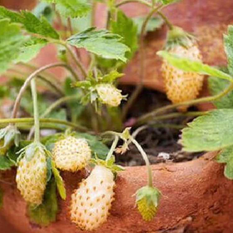خرید نهال بوته توت فرنگی سوئیسی درشت شیرین اب دار بسیار اقتصادی مقاوم به کم ابی و سرما