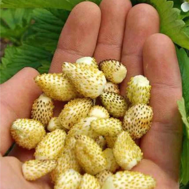 خرید نهال بوته توت فرنگی سوئیسی درشت شیرین اب دار بسیار اقتصادی مقاوم به کم ابی و سرما