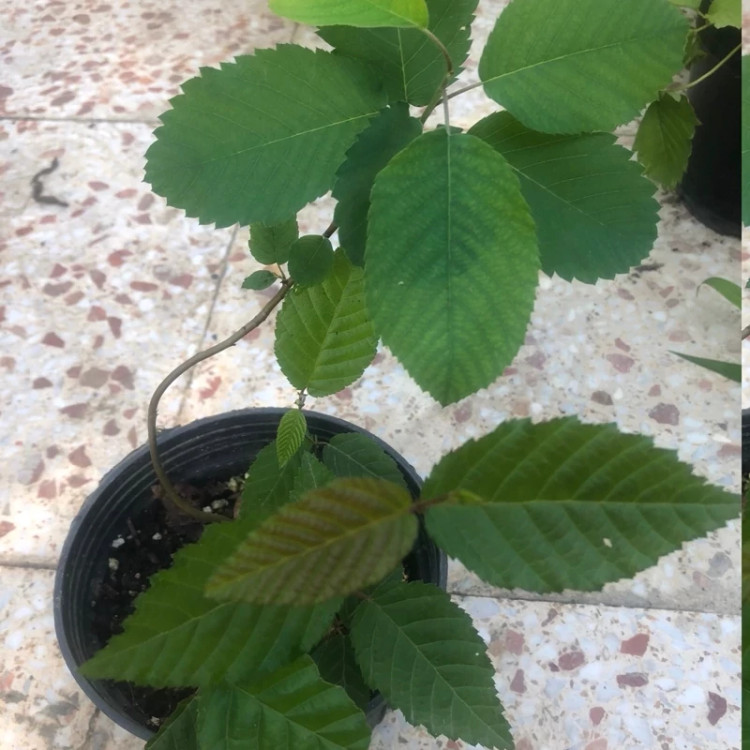 خرید نهال جون بری درشت بسیار اقتصادی مقاوم به کم ابی و سرما