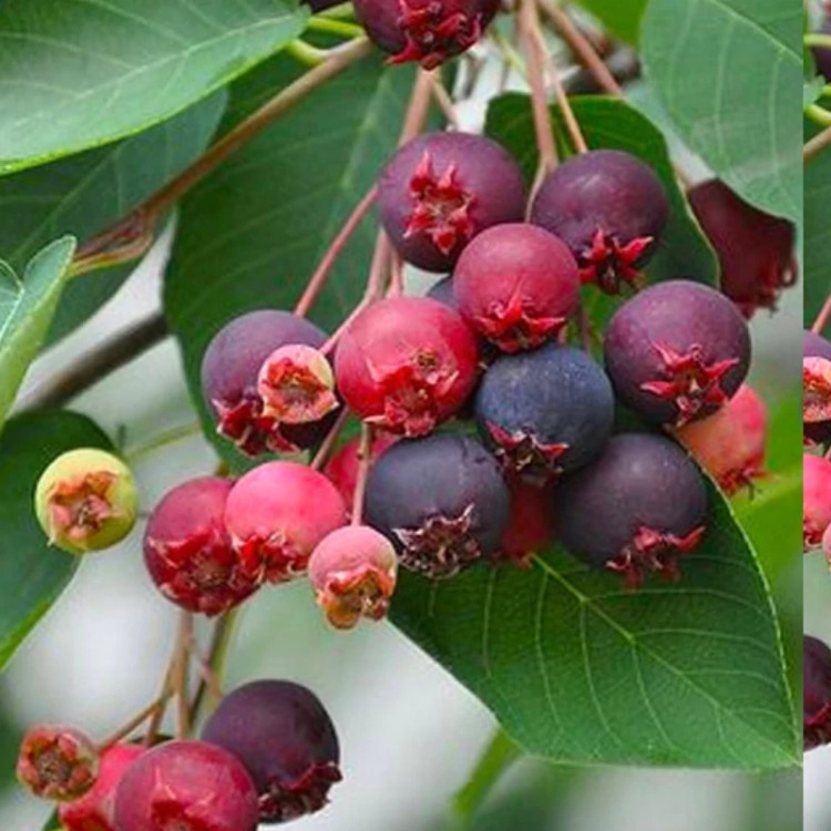 خرید نهال جون بری درشت بسیار اقتصادی مقاوم به کم ابی و سرما