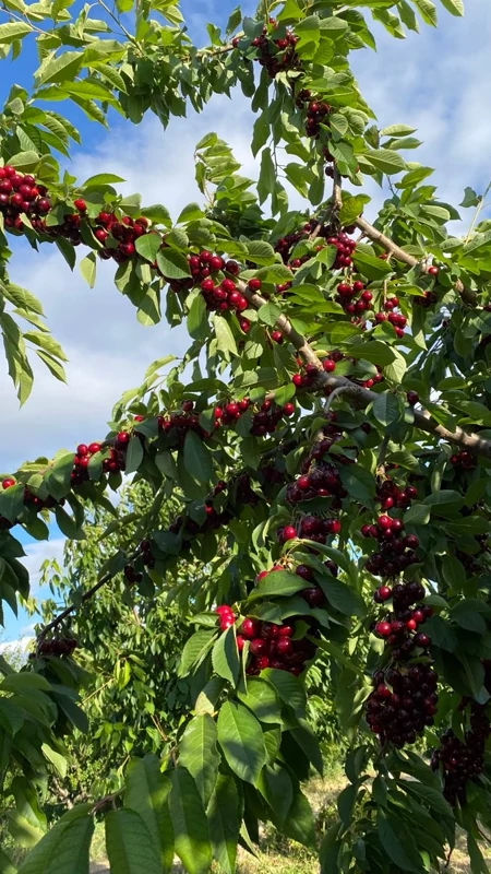 خرید نهال آلبالو درشت شیرین اب دار بسیار اقتصادی مقاوم به کم ابی و سرما