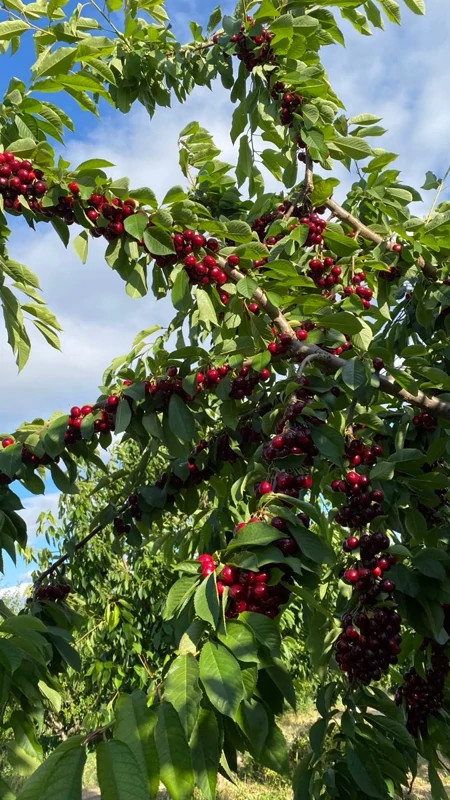 خرید نهال آلبالو درشت شیرین اب دار بسیار اقتصادی مقاوم به کم ابی و سرما