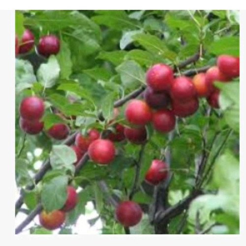خرید نهال آلو گیلاسی درشت شیرین اب دار بسیار اقتصادی مقاوم به کم ابی و سرما