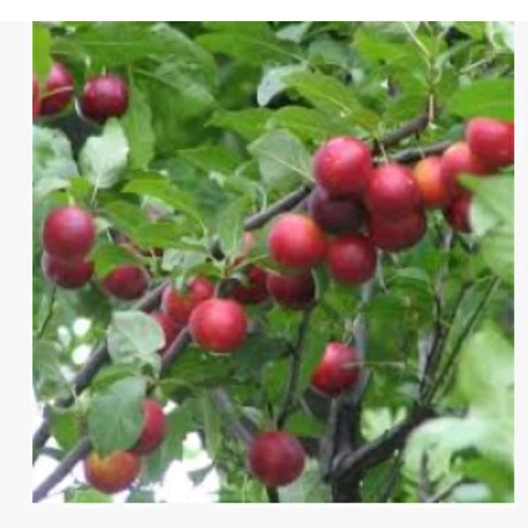 خرید نهال آلو گیلاسی درشت شیرین اب دار بسیار اقتصادی مقاوم به کم ابی و سرما
