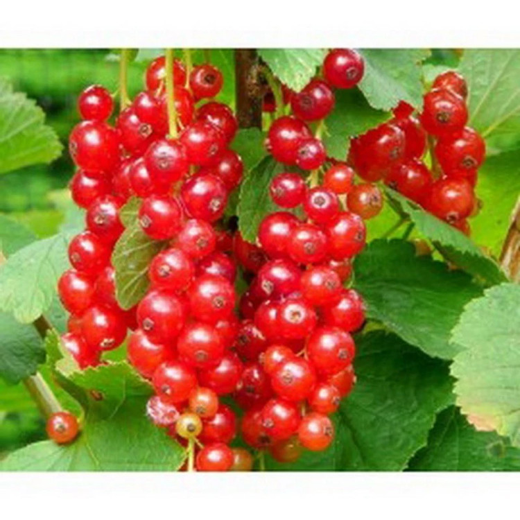 خرید نهال کارنت قرمز هلندی درشت اب دار بسیار اقتصادی مقاوم به کم ابی و سرما