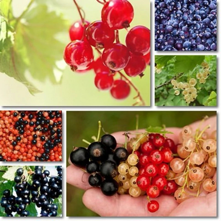 خرید نهال کارنت قرمز هلندی درشت اب دار بسیار اقتصادی مقاوم به کم ابی و سرما