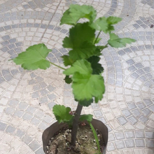 خرید نهال کارنت قرمز هلندی درشت اب دار بسیار اقتصادی مقاوم به کم ابی و سرما