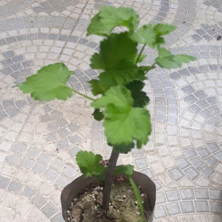 خرید نهال کارنت قرمز هلندی درشت اب دار بسیار اقتصادی مقاوم به کم ابی و سرما