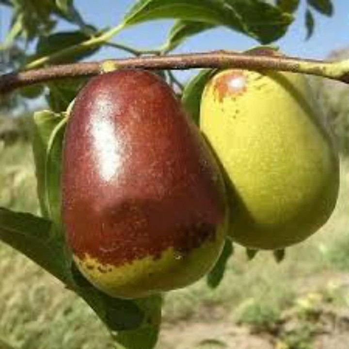 خرید نهال عناب گلابی( اوکراینی ریشه پرس) درشت بسیار اقتصادی مقاوم به کم ابی و سرما