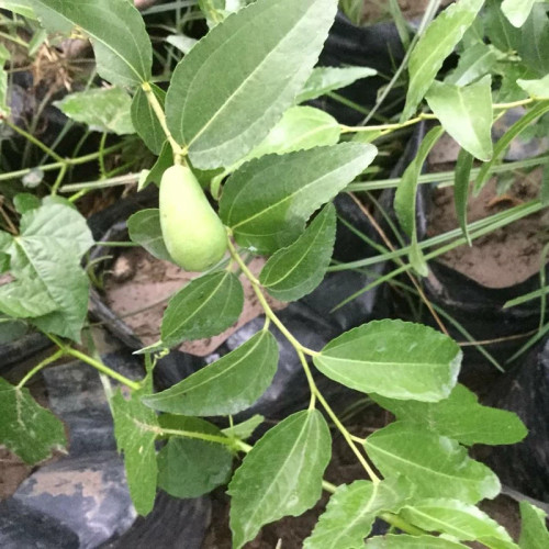 خرید نهال عناب گلابی( اوکراینی ریشه پرس) درشت بسیار اقتصادی مقاوم به کم ابی و سرما
