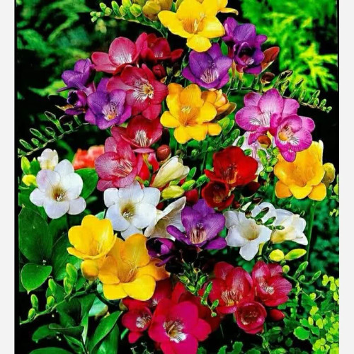 خرید نهال بوته گل پباز دار فریزیا گلهای بزرگ و زیبا مقاوم به کم ابی و گرما